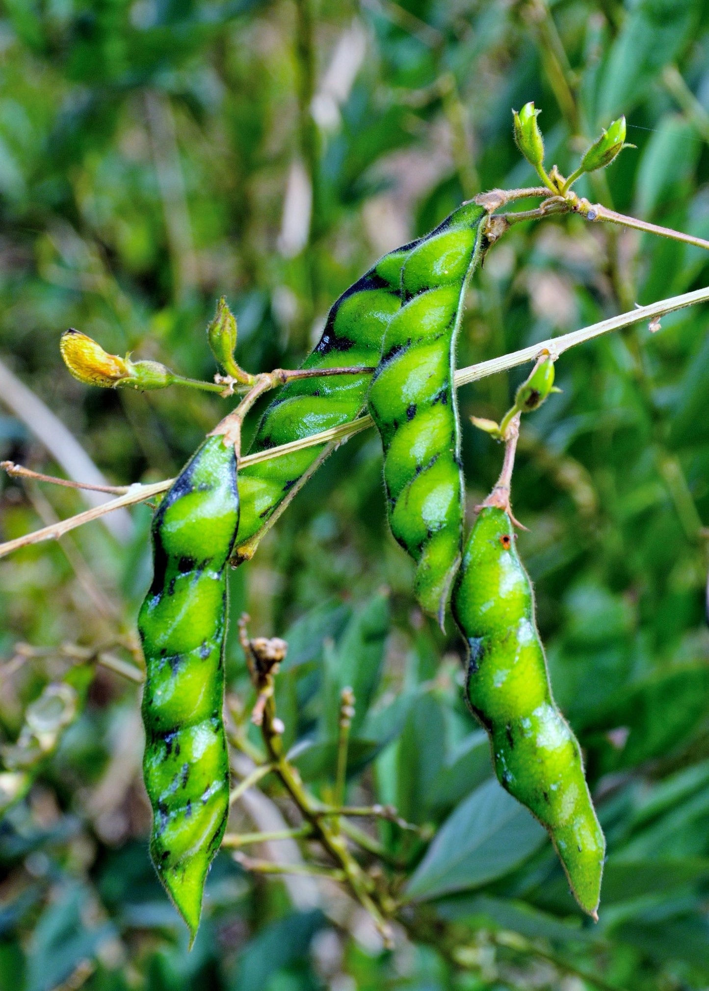 Pigeon Pea, Red (Cajanus cajan)