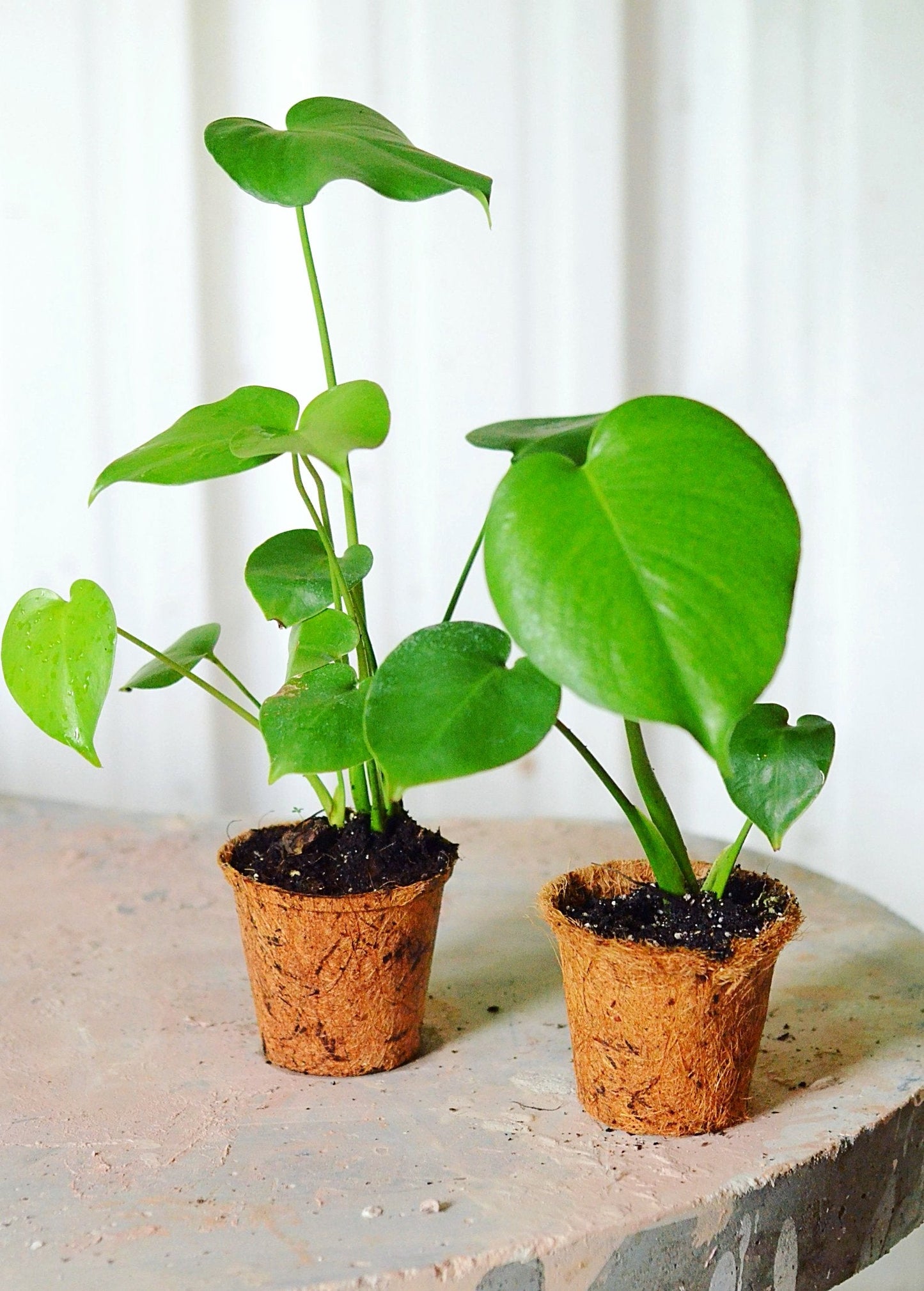 Monstera, Swiss Cheese Plant (Monstera deliciosa)