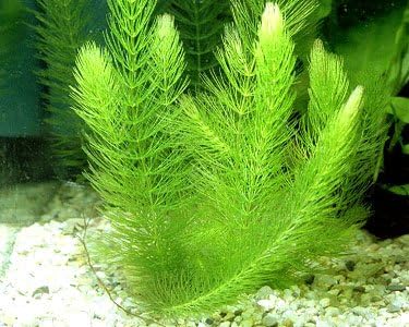 30+ Stems - 8 Species - - Anacharis, Amazon, Rotala, Ludwigia and More!