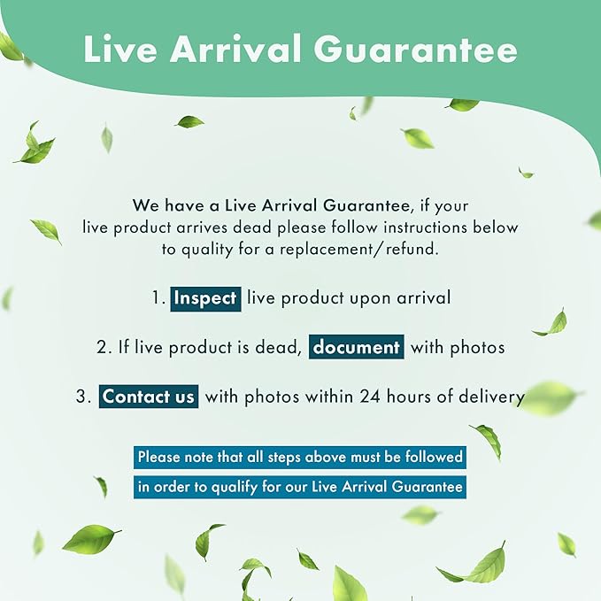 Echinodorus Grandifolius Sword Live Plant for Freshwater Aquariums, Natural Fish Tank Decorations, and Aquatic Decor (1 Pot (2-3 Plants))