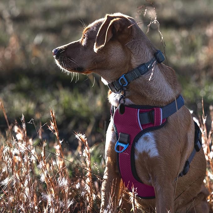 Embark Adventure Dog Harness, No-Pull Reflective Trim Dog Harness for Small, Medium & Large Dogs - Military Grade Nylon, 2 Leash Clips & Gel Lined Handle. Soft & Padded Puppy Dog Vest for Any Breed