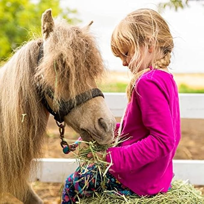 Blue Mountain Hay | Fresh Timothy Hay (48 Ounce) | Great for All Ages | High-Altitude Hay Pet Food for Rabbits, Guinea Pigs, Chinchillas, Hamsters, and Other Small Pets