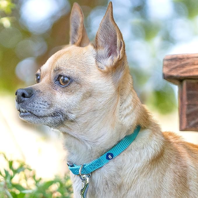 Blueberry Pet Essentials Small Dog Collar in Black | Adjustable & Eco-Friendly Durable Nylon Strap | Classic Collar for Small Dogs, Boy & Girl Pets
