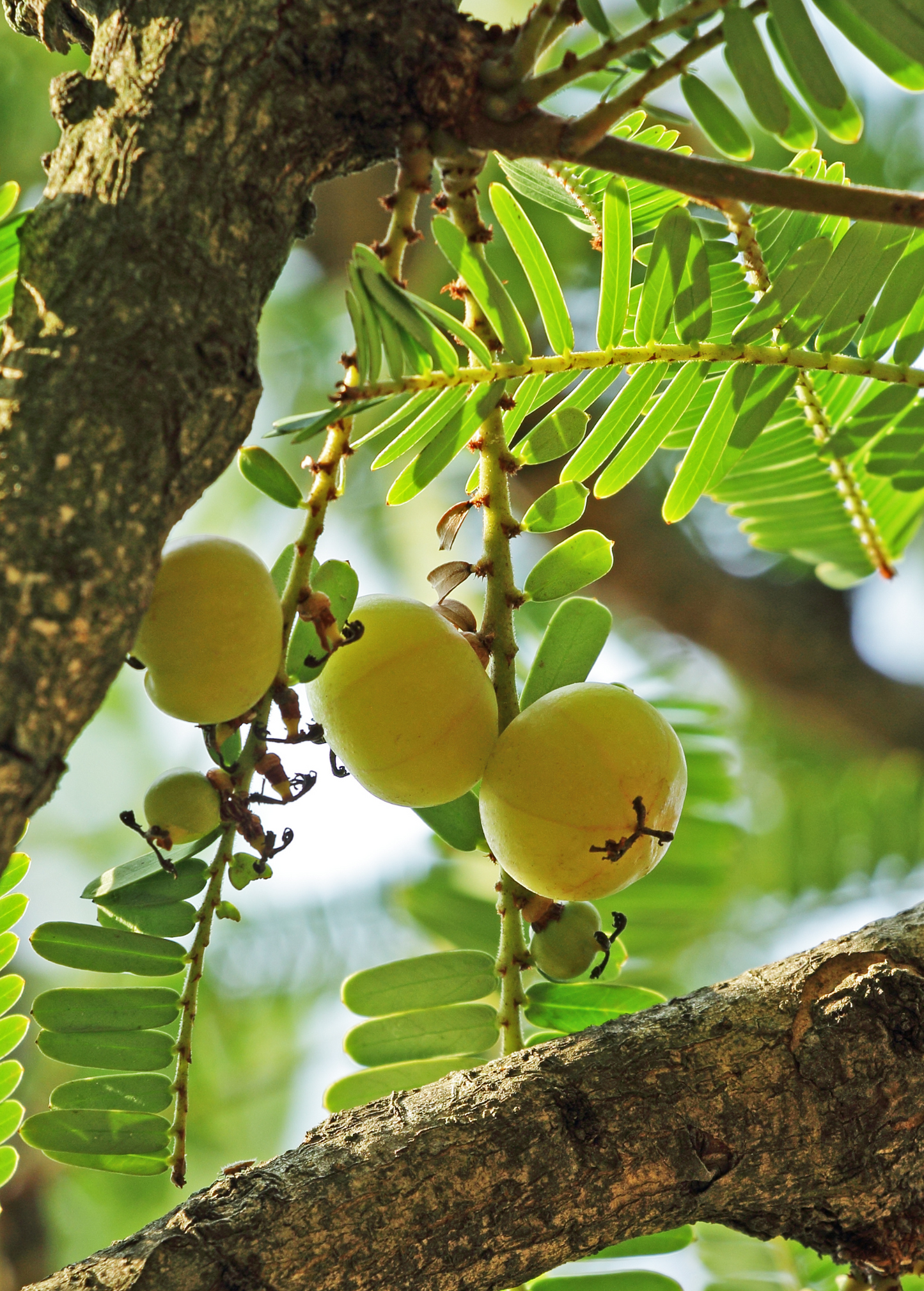 Amla, Indian Gooseberry (Phyllanthus emblica)