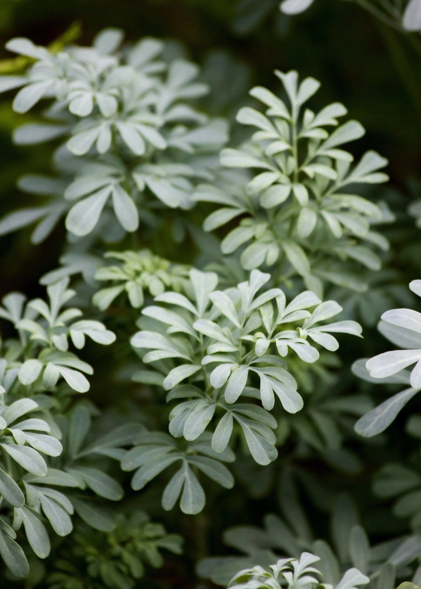 Rue (Ruta graveolens)