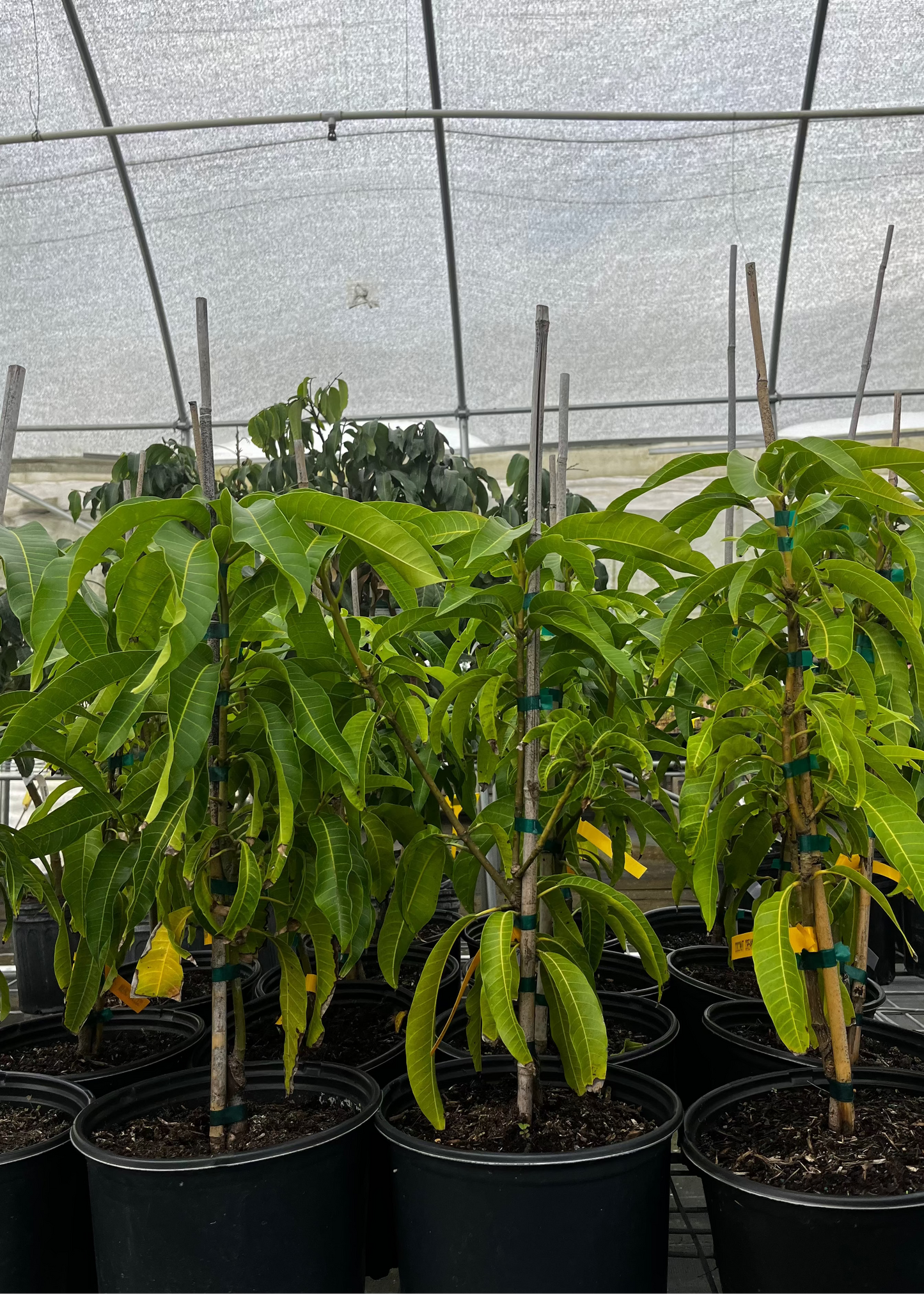 Mango 'Coconut Cream' (Mangifera indica)