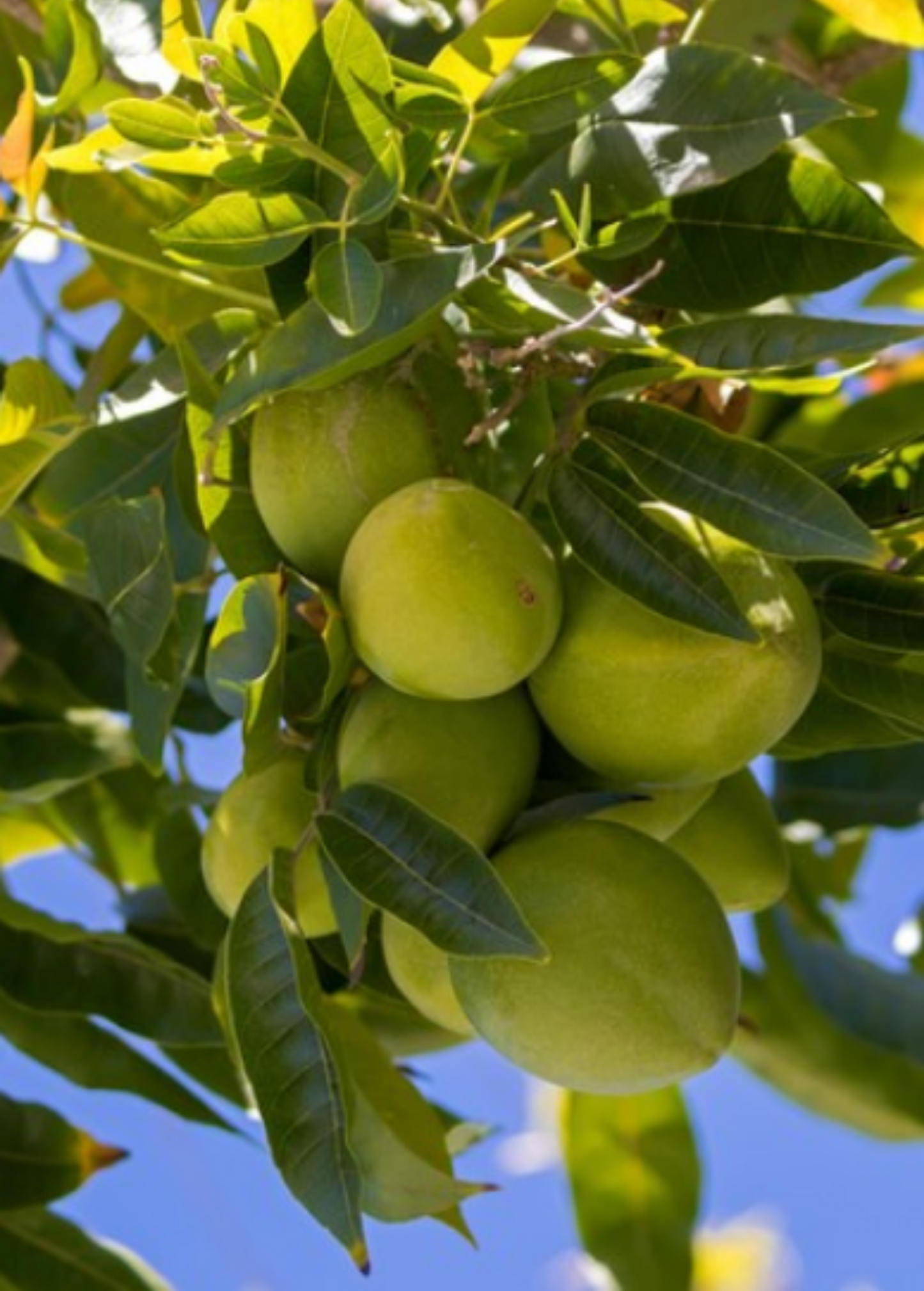 White Sapote Seedling (Casimiroa edulis)
