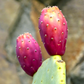 Prickly Pear (Opuntia ficus-indica)