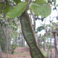 Ice Cream Bean (Inga edulis)