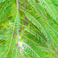 Amla, Indian Gooseberry (Phyllanthus emblica)