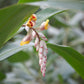 Ginger, Yellow (Zingiber officinale)