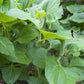 Earth Apple, 'Purple' (Smallanthus sonchifolius)
