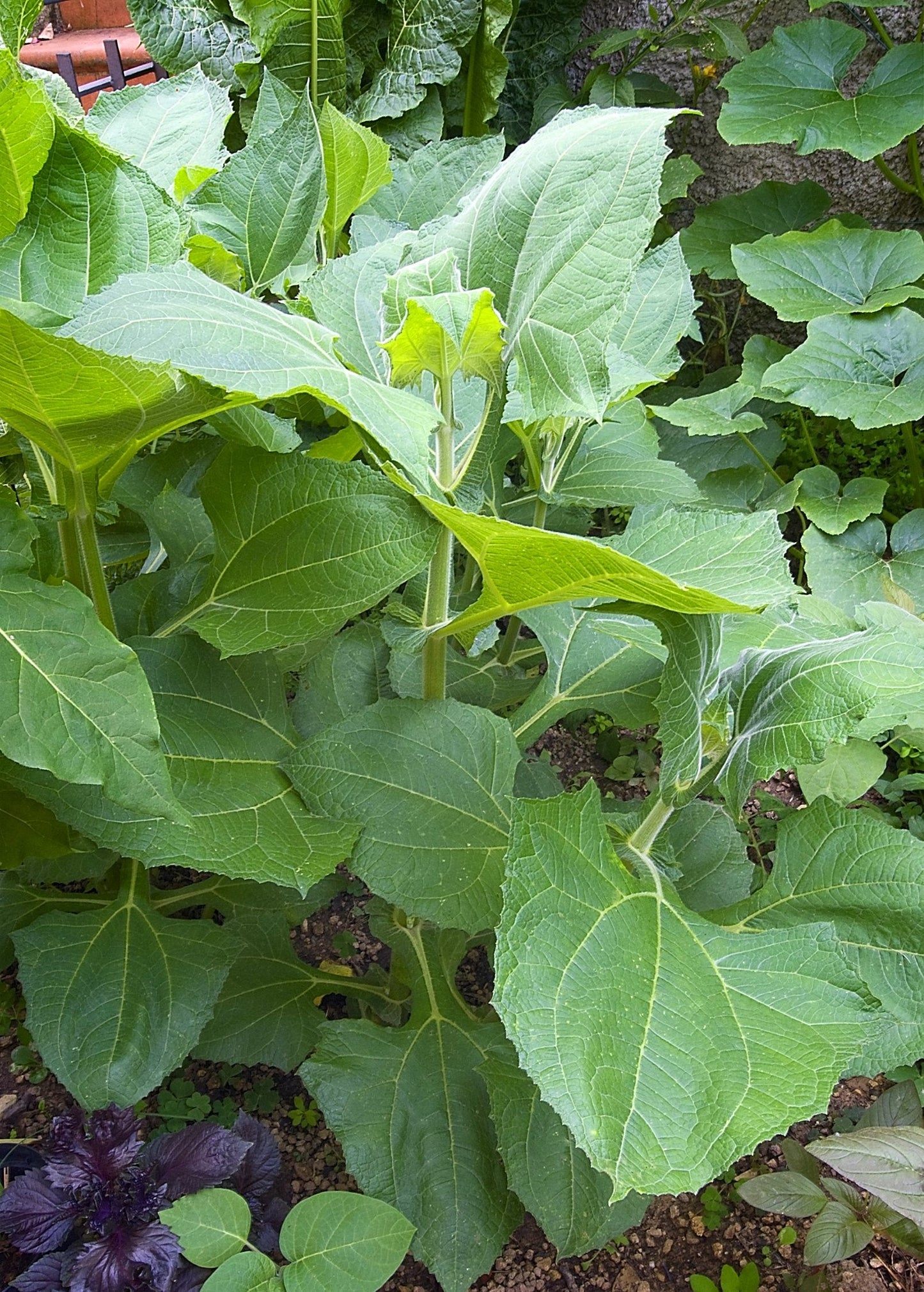 Yellow Earth Apple (Smallanthus sonchifolius)