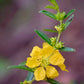 Sun Opener, Sinicuichi (Heimia salicifolia)