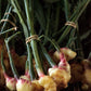 Ginger, Yellow (Zingiber officinale)