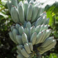 Banana 'Blue Java' (Musa acuminata × balbisiana)
