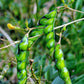 Pigeon Pea, Green (Cajanus cajan)
