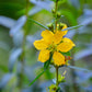 Sun Opener, Sinicuichi (Heimia salicifolia)