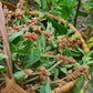 Ashwagandha (Withania somnifera)