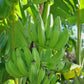 Banana 'Mona Lisa' (Musa acuminata)