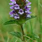 Self Heal Herb (Prunella vulgaris)