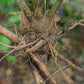Ashwagandha (Withania somnifera)
