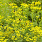 Rue (Ruta graveolens)