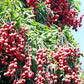 Lychee 'Mauritius' (Litchi chinensis)