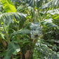 Banana 'Blue Java' (Musa acuminata × balbisiana)