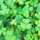 Sushni (Marsilea minuta)
