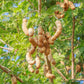 Tamarind, Tart (Tamarindus indica)