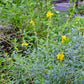 Sun Opener, Sinicuichi (Heimia salicifolia)