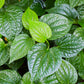 Lolot (Piper sarmentosum)