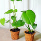 Monstera, Swiss Cheese Plant (Monstera deliciosa)