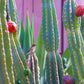 Peruvian Apple Cactus (Cereus repandus)