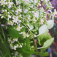 Neem Tree (Azadirachta indica)