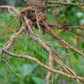 Ashwagandha (Withania somnifera)