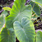 Taro, Red (Colocasia esculenta)