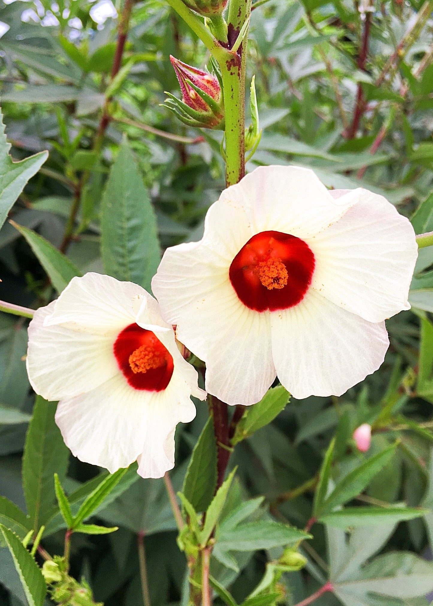 Florida Cranberry (Hibiscus sabdariffa)