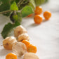 Hawaiian Poha Berry (Physalis peruviana)