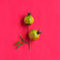 Pomegranate 'Vietnamese Pink' (Punica granatum)