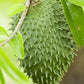 Soursop (Annona muricata)