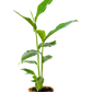 Cardamom (Elettaria cardamomum)