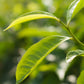 Green Tea (Camellia sinensis)