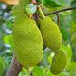 Jackfruit 'Black Gold' (Artocarpus heterophyllus)