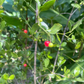 Maiden Berry (Crossopetalum rhacoma)