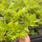 Brazilian Guava (Psidium angulatum)