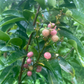 Gin Berry, Ginberry (Glycosmis pentaphylla)