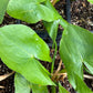 Duck Potato (Sagittaria latifolia)