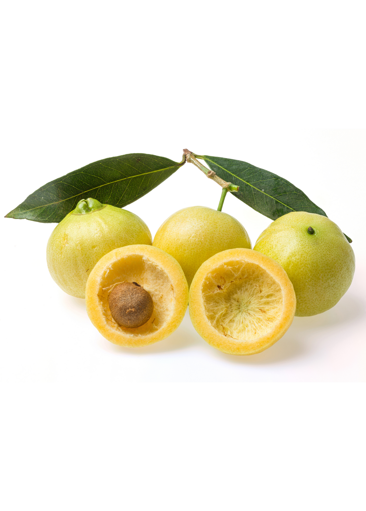 Rose Apple (Syzygium jambos)